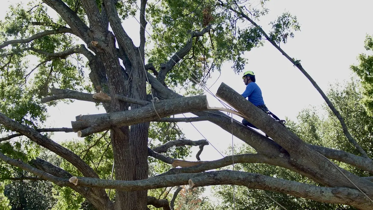 Professional Crown Thinning performed by certified arborists in South Canaan